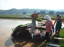 田植機に苗を乗せる作業