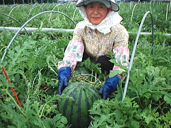 すいかの収穫