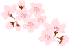 啓翁桜